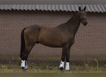 KWPN, Castrone, 4 Anni, 175 cm, Baio scuro