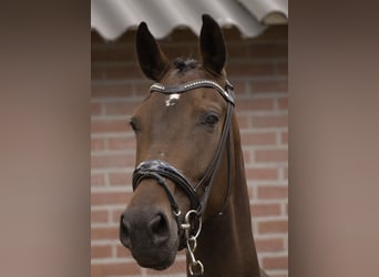 KWPN, Castrone, 4 Anni, 175 cm, Baio scuro