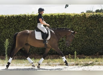 KWPN, Castrone, 4 Anni, 175 cm, Baio scuro