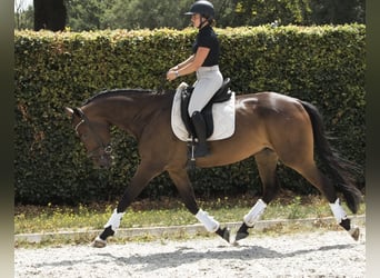 KWPN, Castrone, 4 Anni, 175 cm, Baio scuro