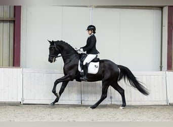 KWPN, Castrone, 4 Anni, 175 cm, Morello