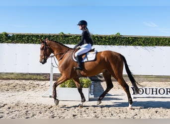 KWPN, Castrone, 4 Anni, 177 cm, Baio