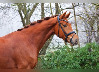 KWPN, Castrone, 4 Anni, 177 cm, Sauro