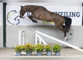 KWPN, Castrone, 4 Anni, 179 cm