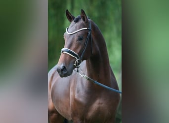 KWPN, Castrone, 4 Anni, Baio scuro