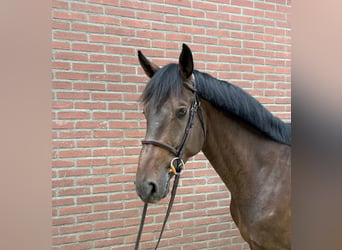 KWPN, Castrone, 4 Anni, Baio scuro