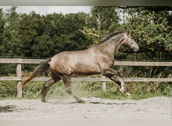 KWPN, Castrone, 4 Anni, Grigio
