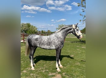 KWPN, Castrone, 5 Anni, 158 cm, Grigio