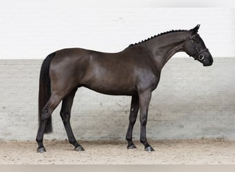 KWPN, Castrone, 5 Anni, 160 cm