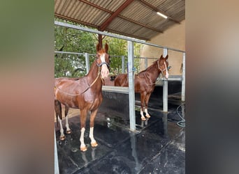 KWPN, Castrone, 5 Anni, 162 cm, Sauro