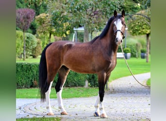 KWPN, Castrone, 5 Anni, 164 cm, Baio