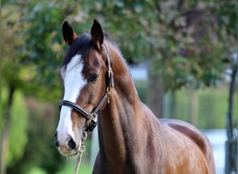 KWPN, Castrone, 5 Anni, 165 cm, Baio