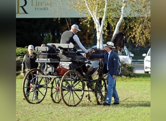 KWPN, Castrone, 5 Anni, 165 cm, Baio