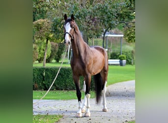 KWPN, Castrone, 5 Anni, 165 cm, Baio