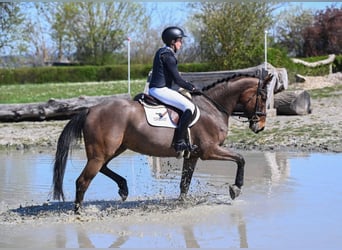 KWPN, Castrone, 5 Anni, 165 cm, Baio