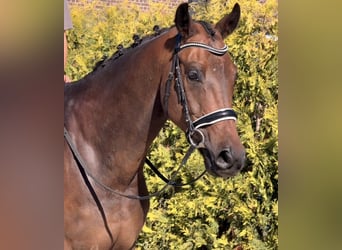 KWPN, Castrone, 5 Anni, 165 cm, Baio