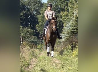 KWPN, Castrone, 5 Anni, 165 cm, Baio