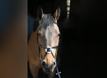 KWPN, Castrone, 5 Anni, 165 cm, Baio