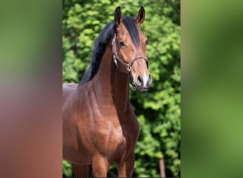 KWPN, Castrone, 5 Anni, 165 cm, Baio