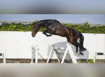 KWPN, Castrone, 5 Anni, 165 cm, Baio scuro