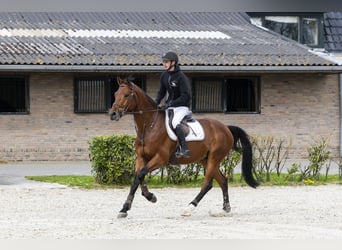 KWPN, Castrone, 5 Anni, 165 cm