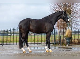KWPN, Castrone, 5 Anni, 165 cm, Morello