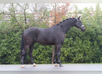 KWPN, Castrone, 5 Anni, 165 cm, Morello