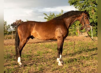 KWPN, Castrone, 5 Anni, 166 cm, Baio