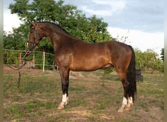 KWPN, Castrone, 5 Anni, 166 cm, Baio