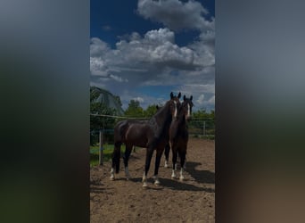 KWPN, Castrone, 5 Anni, 166 cm, Baio