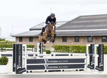 KWPN, Castrone, 5 Anni, 166 cm, Baio scuro