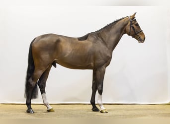 KWPN, Castrone, 5 Anni, 166 cm, Baio scuro