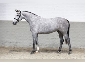 KWPN, Castrone, 5 Anni, 166 cm, Grigio