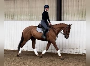 KWPN, Castrone, 5 Anni, 166 cm, Sauro scuro