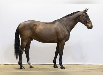 KWPN, Castrone, 5 Anni, 167 cm, Baio