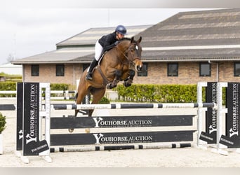 KWPN, Castrone, 5 Anni, 167 cm, Baio