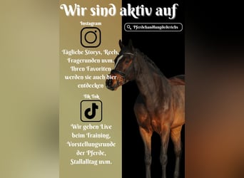 KWPN, Castrone, 5 Anni, 167 cm, Baio nero