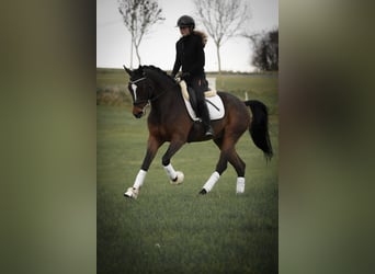 KWPN, Castrone, 5 Anni, 167 cm, Baio nero