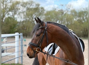 KWPN, Castrone, 5 Anni, 167 cm, Baio scuro