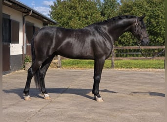 KWPN, Castrone, 5 Anni, 167 cm, Morello