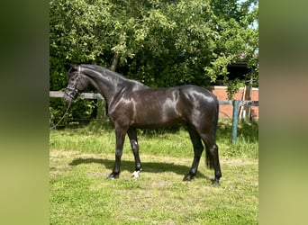 KWPN, Castrone, 5 Anni, 167 cm, Morello
