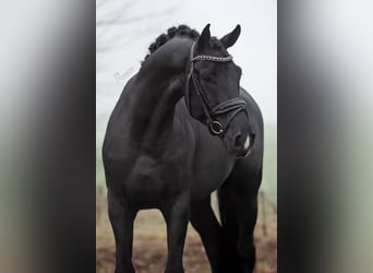 KWPN, Castrone, 5 Anni, 167 cm, Morello