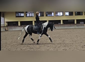 KWPN, Castrone, 5 Anni, 167 cm, Pezzato