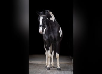 KWPN, Castrone, 5 Anni, 167 cm, Pezzato