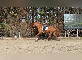 KWPN, Castrone, 5 Anni, 167 cm, Sauro