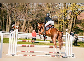 KWPN, Castrone, 5 Anni, 167 cm, Sauro