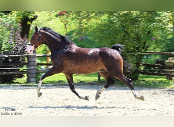 KWPN, Castrone, 5 Anni, 168 cm, Baio