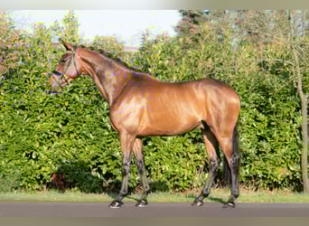 KWPN, Castrone, 5 Anni, 168 cm, Baio