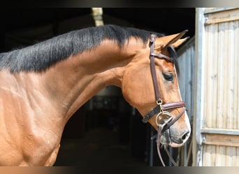 KWPN, Castrone, 5 Anni, 168 cm, Baio