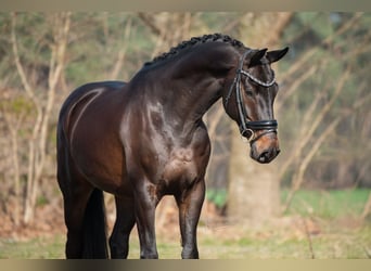 KWPN, Castrone, 5 Anni, 168 cm, Baio scuro